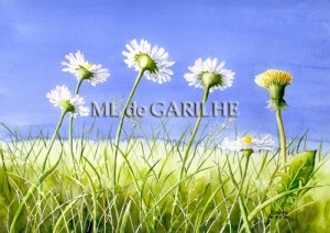 aquarelle pâquerettes