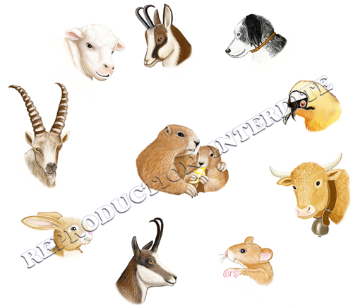 les amis de la montagne.RI.redm_modifié-1