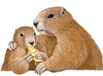 Marmottes et  bugnes RI.redim