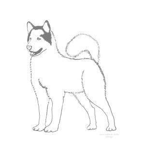 chien de trâineau coloriage